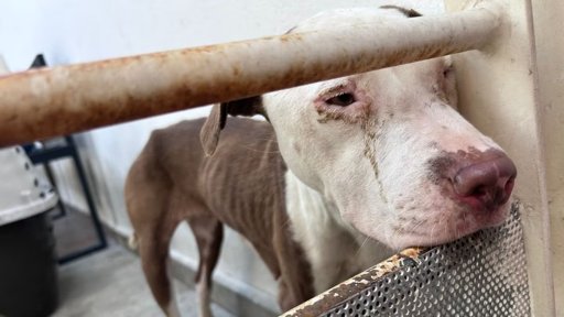 Clausuran albergue animal en Santa Catarina por presunto maltrato y muerte de 70 perros