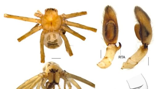 Nova Espécie de Aranha Caçadora Identificada na Península Ibérica