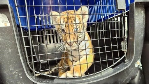 Rescatan a cachorro de tigre durante operativo en Escobedo