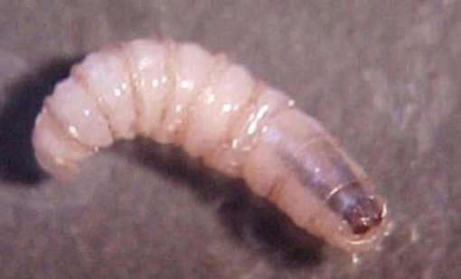 Fallecen tres adultas mayores con antecedentes de infestación por Gusano Barrenador