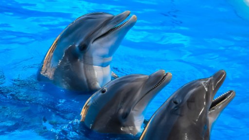 Advierten sobre daños cerebrales similares al alzhéimer en delfines por toxinas marinas