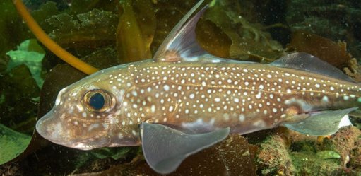 Peixes das Profundezas Possuem Dentes Verdadeiros na Testa para Acasalar