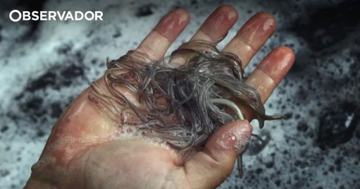 Ministério Público Acusa Rede de 19 Pessoas por Tráfico Internacional de Meixão