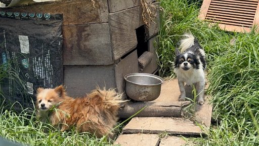 Rescatan veinte perros de un criadero clandestino en El Carmen de Viboral