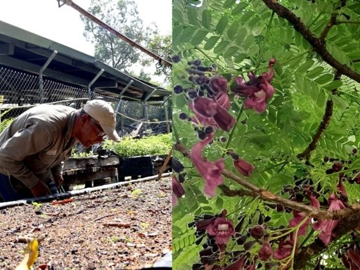 DAGMA impulsa la propagación del gualanday vino-tinto para enriquecer la biodiversidad de Cali