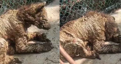 Denuncian condiciones críticas de osos en el Zoológico La Pastora en Monterrey