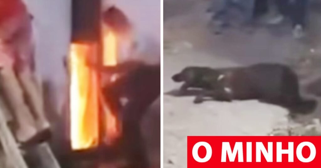 Heróis em Ação: Forças de Segurança Resgatam Animais de Incêndios