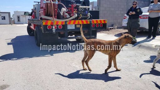 Bomberos de Delicias rescatan a “Tigre”, un perrito atrapado en el motor de un auto