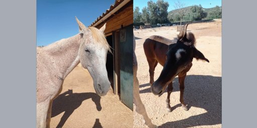 Égua e potro furtados de canil em Loulé durante a madrugada