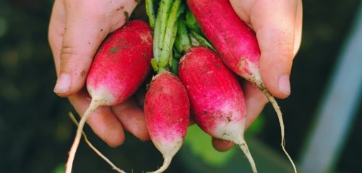 Nanoplásticos são absorvidos por vegetais e acumulam-se nas partes comestíveis