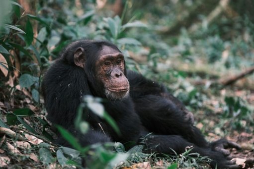Chimpanzés Demonstram Capacidade de Pensamento Racional, Sugere Estudo