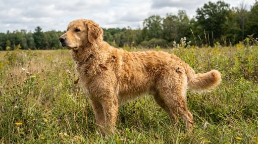 Décrypter le langage et les comportements canins