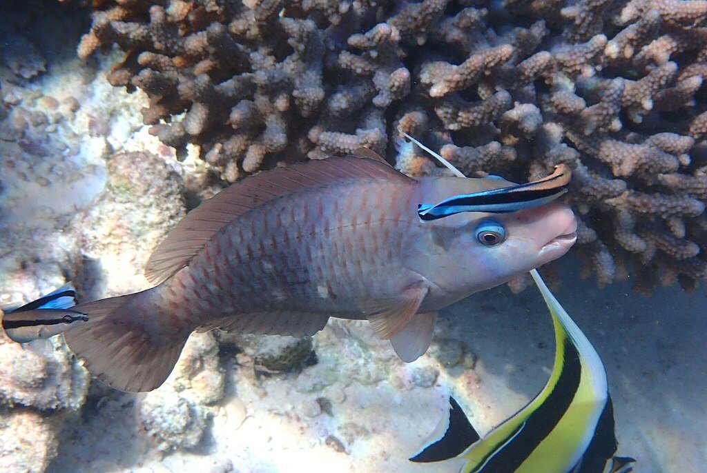 Peixes sentem prazer através do toque de forma semelhante aos humanos, revela estudo