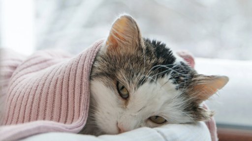 Demência Felina: Sinais de Alerta para um Problema Crescente em Gatos Idosos