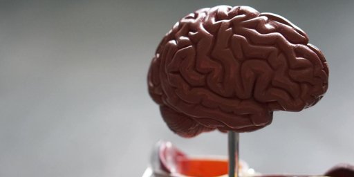 Cérebro humano organiza informação sobre objetos em "mapas" topográficos