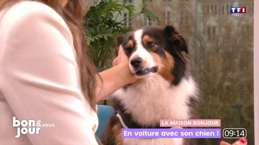 Voyager en Voiture avec son Animal : Sécurité et Bien-être