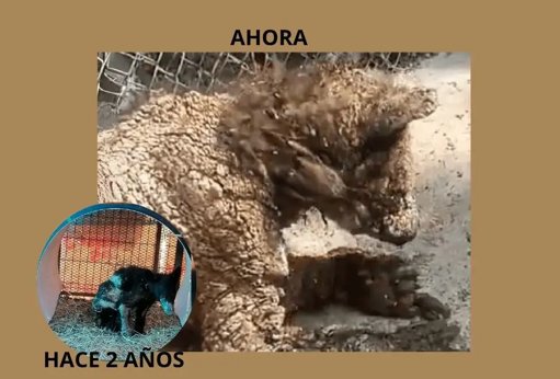 PROFEPA clausura zoológico La Pastora por irregularidades en el cuidado animal