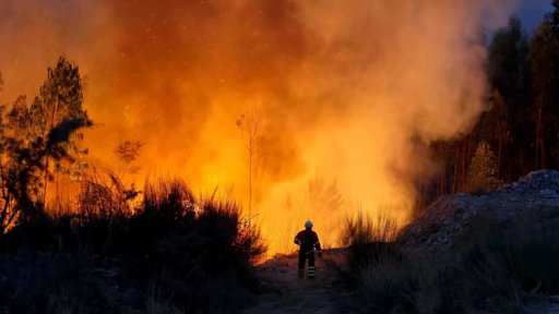 Incêndio em Vinhais deixa rasto de destruição e gado sem alimento