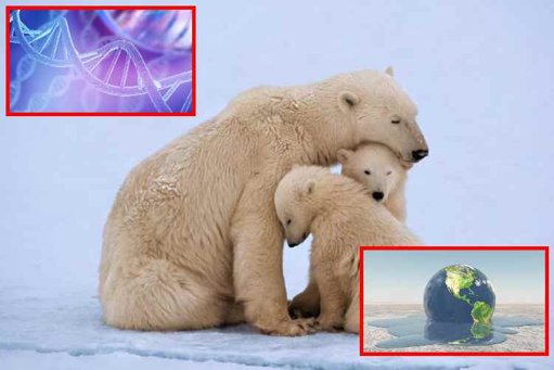 Osos polares presentan cambios genéticos para adaptarse al calentamiento global