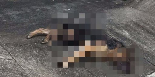 Casos de crueldad animal en Colombia generan indignación y exigen justicia