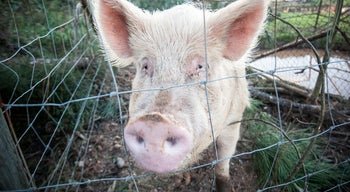 Autoridades em Alerta para Prevenção da Peste Suína Africana