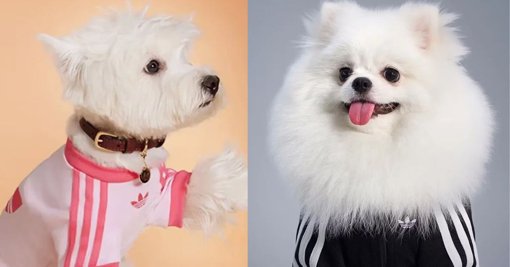 La moda de alta costura incursiona en el mercado de mascotas