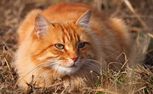 Comportement Félin : Caractère des Chats Roux et Gestion de la Peur