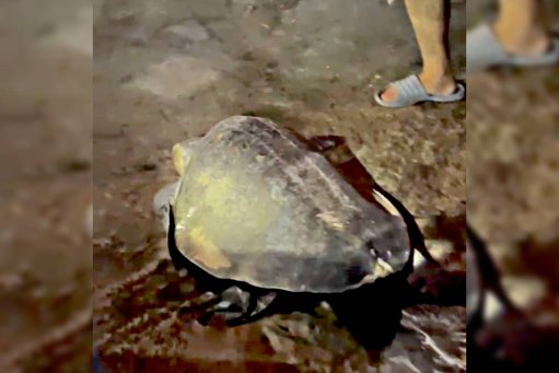 Protegen nido de tortuga marina con 137 huevos en playa El Corsario de Los Cabos