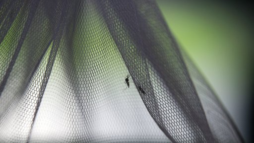 Aumento de Doenças Transmitidas por Mosquitos Torna-se o "Novo Normal" na Europa
