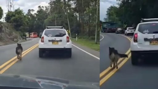 Indignación por perro abandonado que persigue desesperadamente a sus dueños en carretera