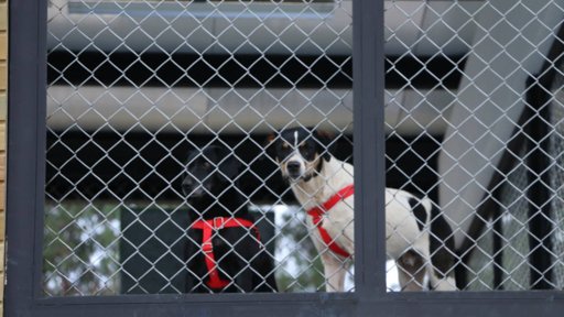 Agresiones a personal del Centro de Bienestar Animal de Rionegro generan rechazo institucional