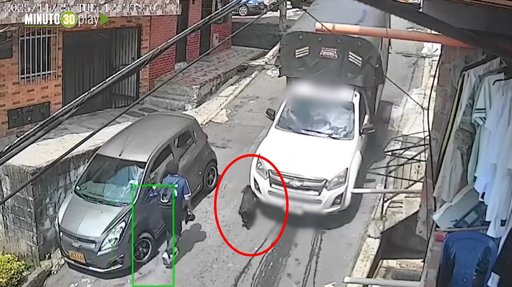 Indignación en Medellín por Muerte de 'Princesa', Perra de 18 Años Atropellada por Conductor que Huyó