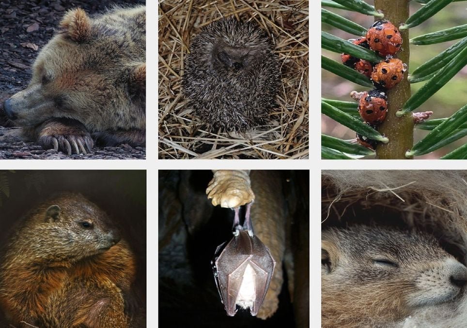 Genes de Hibernação em Humanos Podem Revolucionar Tratamento de Doenças