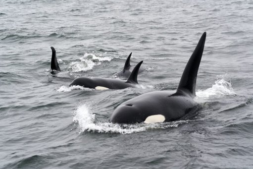 Ataque de orcas afunda veleiro e obriga a resgate de cinco tripulantes ao largo de Peniche