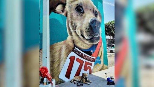 Muerte de 'El Chicles', el Perro Maratonista, Causa Conmoción e Impulsa Investigación por Crueldad Animal