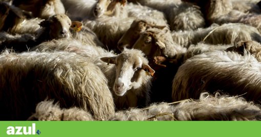 Incêndios no Nordeste Transmontano Aumentam Ataques de Lobos a Rebanhos