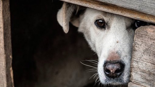 Advierten sobre el impacto de la pólvora en animales durante las festividades de diciembre