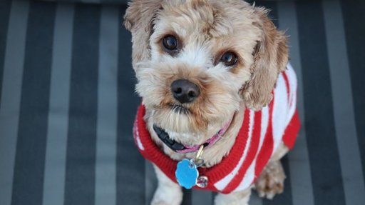 Tribunal de Justiça da UE Equipara Animais de Estimação a Bagagem em Voos