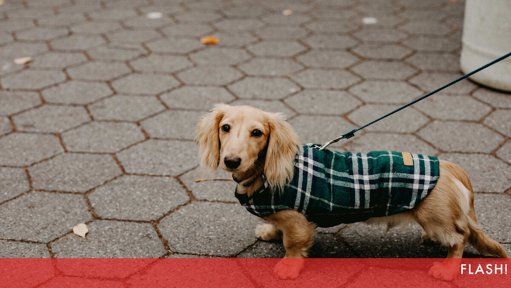Roupa para Cães e Gatos no Inverno: Moda ou Proteção?