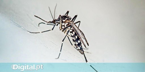 Autoridades Veterinárias em Alerta Face ao Aumento da Febre do Nilo na Europa