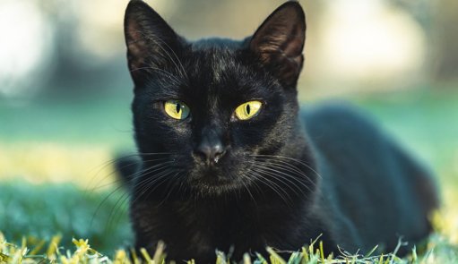 Fundaciones suspenden adopciones de gatos negros en octubre por temor a rituales en Halloween