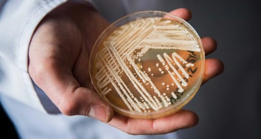 Fungo Resistente Candida Auris Propaga-se na Europa e Preocupa Autoridades de Saúde
