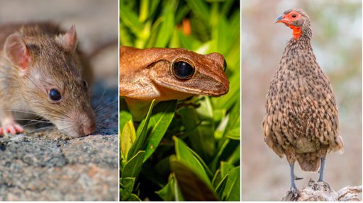 La actividad humana ha modificado el tamaño de los animales a lo largo de la historia