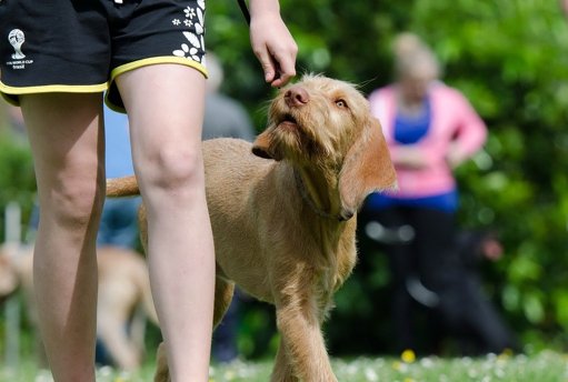 ICBAS Lança Mestrado Pioneiro em Comportamento Animal Focado em Bem-Estar Global
