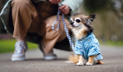 Corte Constitucional dictamina que los animales son seres sintientes y no 'cosas'