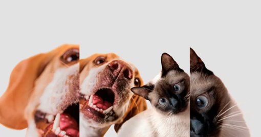 La obesidad en mascotas: una creciente preocupación de salud pública en Colombia