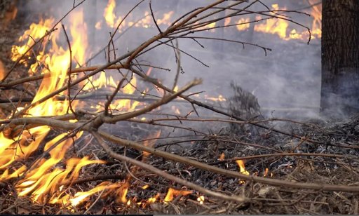 Mulher de 72 anos detida por suspeita de atear nove incêndios florestais na Guarda