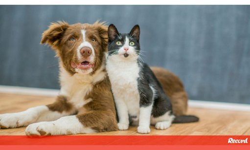 Especialistas Dão Dicas Para Promover a Convivência Pacífica Entre Cães e Gatos