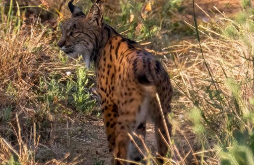 Marco na conservação: criados os primeiros embriões de lince-ibérico em laboratório