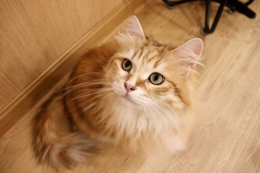 Décoder le Langage des Animaux : Comprendre les Comportements des Chats et des Chiens